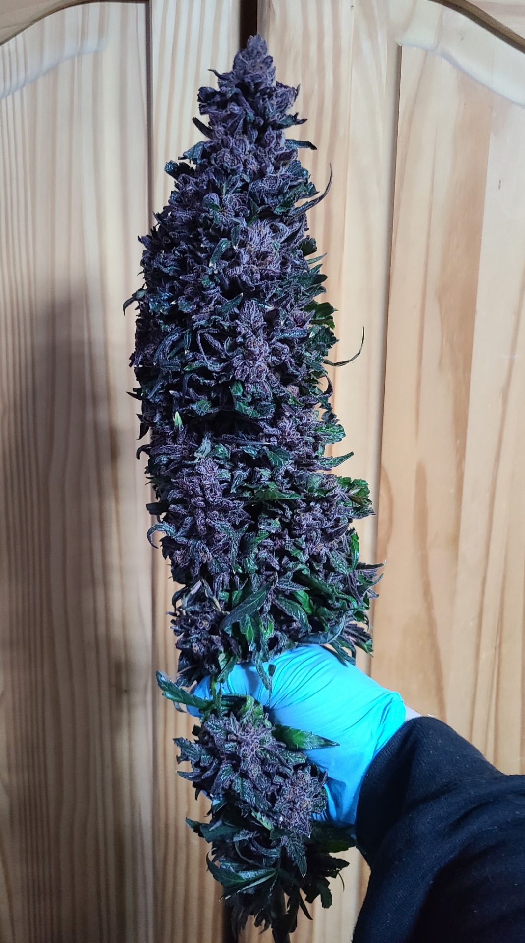 Award-winning purple cola cultivar