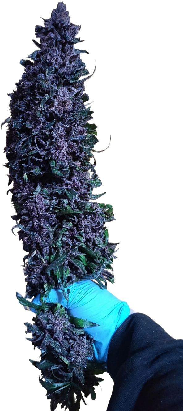 Premium SUUFI cultivar